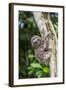 A captive pet brown-throated sloth (Bradypus variegatus), San Francisco Village, Loreto, Peru-Michael Nolan-Framed Photographic Print