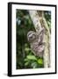 A captive pet brown-throated sloth (Bradypus variegatus), San Francisco Village, Loreto, Peru-Michael Nolan-Framed Photographic Print