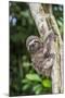 A captive pet brown-throated sloth (Bradypus variegatus), San Francisco Village, Loreto, Peru-Michael Nolan-Mounted Photographic Print