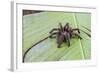 A captured Peruvian tarantula , Landing Casual, Upper Amazon River Basin, Loreto, Peru-Michael Nolan-Framed Photographic Print