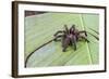 A captured Peruvian tarantula , Landing Casual, Upper Amazon River Basin, Loreto, Peru-Michael Nolan-Framed Photographic Print