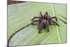 A captured Peruvian tarantula , Landing Casual, Upper Amazon River Basin, Loreto, Peru-Michael Nolan-Mounted Photographic Print