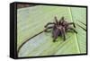 A captured Peruvian tarantula , Landing Casual, Upper Amazon River Basin, Loreto, Peru-Michael Nolan-Framed Stretched Canvas