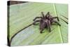A captured Peruvian tarantula , Landing Casual, Upper Amazon River Basin, Loreto, Peru-Michael Nolan-Stretched Canvas