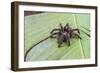 A captured Peruvian tarantula , Landing Casual, Upper Amazon River Basin, Loreto, Peru-Michael Nolan-Framed Photographic Print