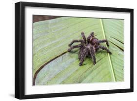 A captured Peruvian tarantula , Landing Casual, Upper Amazon River Basin, Loreto, Peru-Michael Nolan-Framed Photographic Print