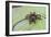 A captured Peruvian tarantula , Landing Casual, Upper Amazon River Basin, Loreto, Peru-Michael Nolan-Framed Photographic Print