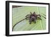 A captured Peruvian tarantula , Landing Casual, Upper Amazon River Basin, Loreto, Peru-Michael Nolan-Framed Photographic Print