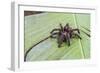 A captured Peruvian tarantula , Landing Casual, Upper Amazon River Basin, Loreto, Peru-Michael Nolan-Framed Photographic Print