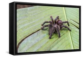 A captured Peruvian tarantula , Landing Casual, Upper Amazon River Basin, Loreto, Peru-Michael Nolan-Framed Stretched Canvas