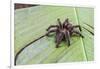 A captured Peruvian tarantula , Landing Casual, Upper Amazon River Basin, Loreto, Peru-Michael Nolan-Framed Photographic Print