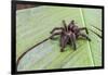 A captured Peruvian tarantula , Landing Casual, Upper Amazon River Basin, Loreto, Peru-Michael Nolan-Framed Photographic Print