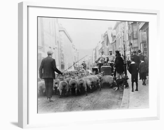 A Car Surrounded by Sheep, Lewes High Street, East Sussex-null-Framed Photographic Print