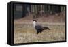 A Caracara Bird Walks in Ibirapuera Park in the Morning-Alex Saberi-Framed Stretched Canvas