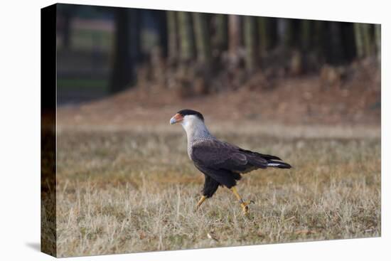 A Caracara Bird Walks in Ibirapuera Park in the Morning-Alex Saberi-Stretched Canvas