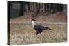 A Caracara Bird Walks in Ibirapuera Park in the Morning-Alex Saberi-Stretched Canvas