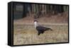 A Caracara Bird Walks in Ibirapuera Park in the Morning-Alex Saberi-Framed Stretched Canvas