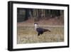 A Caracara Bird Walks in Ibirapuera Park in the Morning-Alex Saberi-Framed Photographic Print