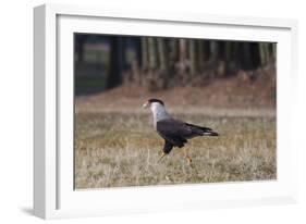 A Caracara Bird Walks in Ibirapuera Park in the Morning-Alex Saberi-Framed Photographic Print