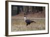 A Caracara Bird Walks in Ibirapuera Park in the Morning-Alex Saberi-Framed Photographic Print