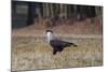 A Caracara Bird Walks in Ibirapuera Park in the Morning-Alex Saberi-Mounted Photographic Print