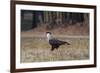 A Caracara Bird Walks in Ibirapuera Park in the Morning-Alex Saberi-Framed Photographic Print