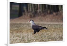 A Caracara Bird Walks in Ibirapuera Park in the Morning-Alex Saberi-Framed Photographic Print