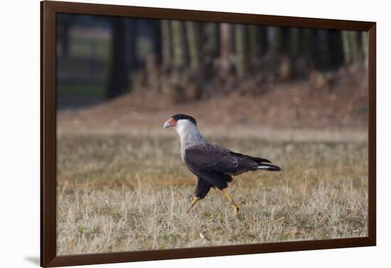 A Caracara Bird Walks in Ibirapuera Park in the Morning-Alex Saberi-Framed Photographic Print