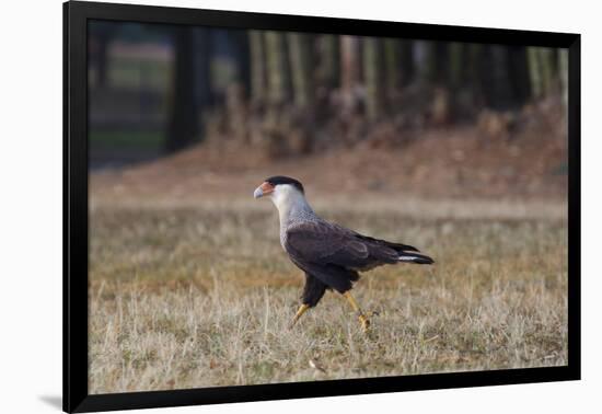 A Caracara Bird Walks in Ibirapuera Park in the Morning-Alex Saberi-Framed Photographic Print