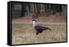 A Caracara Bird Walks in Ibirapuera Park in the Morning-Alex Saberi-Framed Stretched Canvas