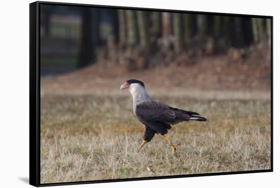 A Caracara Bird Walks in Ibirapuera Park in the Morning-Alex Saberi-Framed Stretched Canvas