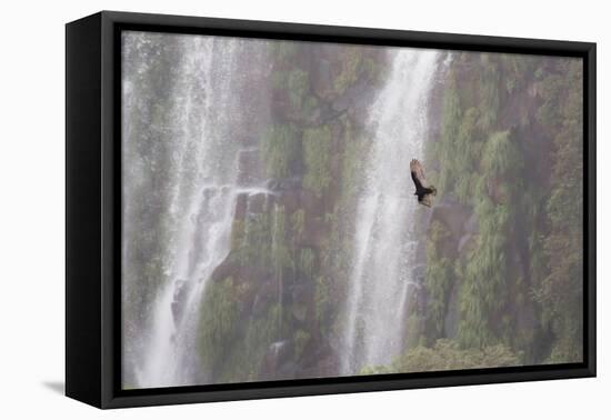 A Caracara Flies Past Iguacu Falls-Alex Saberi-Framed Stretched Canvas