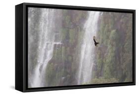 A Caracara Flies Past Iguacu Falls-Alex Saberi-Framed Stretched Canvas