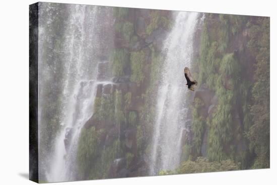 A Caracara Flies Past Iguacu Falls-Alex Saberi-Stretched Canvas