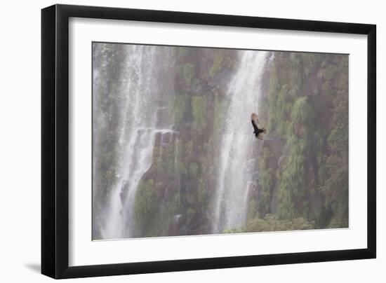 A Caracara Flies Past Iguacu Falls-Alex Saberi-Framed Photographic Print