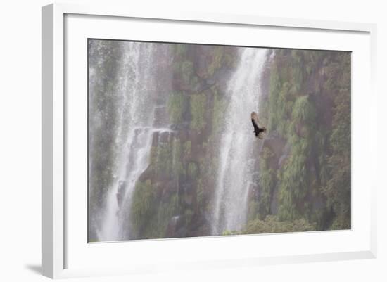 A Caracara Flies Past Iguacu Falls-Alex Saberi-Framed Photographic Print