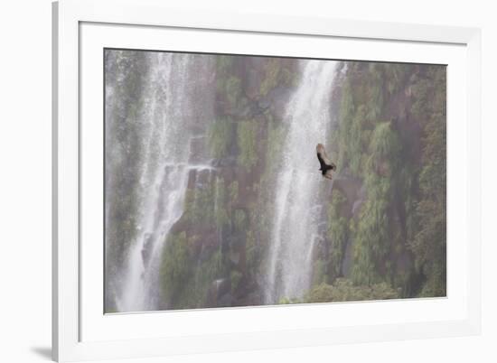 A Caracara Flies Past Iguacu Falls-Alex Saberi-Framed Photographic Print