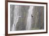 A Caracara Flies Past Iguacu Falls-Alex Saberi-Framed Photographic Print