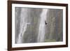 A Caracara Flies Past Iguacu Falls-Alex Saberi-Framed Photographic Print