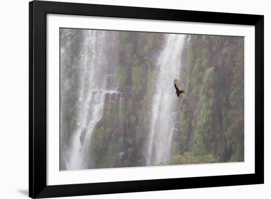 A Caracara Flies Past Iguacu Falls-Alex Saberi-Framed Photographic Print