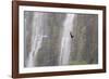 A Caracara Flies Past Iguacu Falls-Alex Saberi-Framed Photographic Print