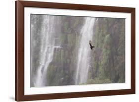 A Caracara Flies Past Iguacu Falls-Alex Saberi-Framed Photographic Print