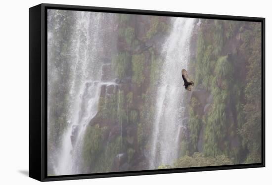 A Caracara Flies Past Iguacu Falls-Alex Saberi-Framed Stretched Canvas