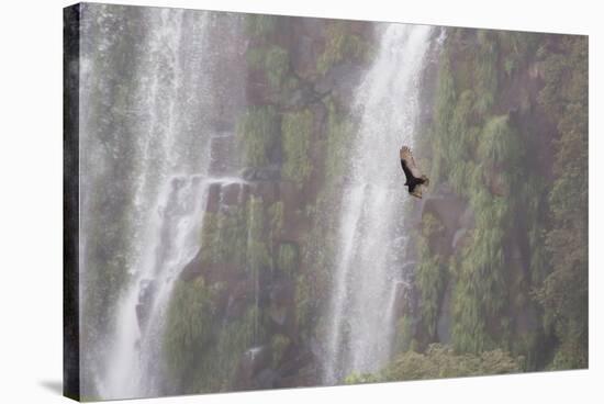 A Caracara Flies Past Iguacu Falls-Alex Saberi-Stretched Canvas