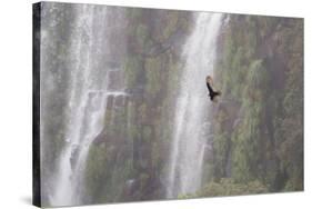 A Caracara Flies Past Iguacu Falls-Alex Saberi-Stretched Canvas