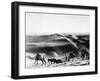 A Caravan Comes from the Sand Hills-null-Framed Premium Photographic Print