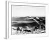 A Caravan Comes from the Sand Hills-null-Framed Photographic Print