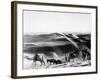 A Caravan Comes from the Sand Hills-null-Framed Photographic Print