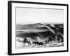 A Caravan Comes from the Sand Hills-null-Framed Photographic Print