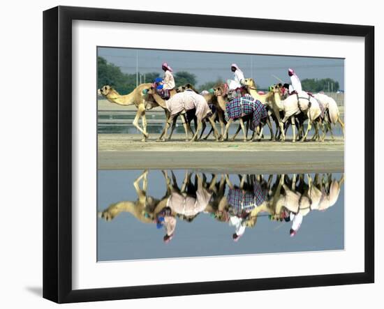 A Caravan of Racing Camels Return from a Morning Training Session-null-Framed Photographic Print